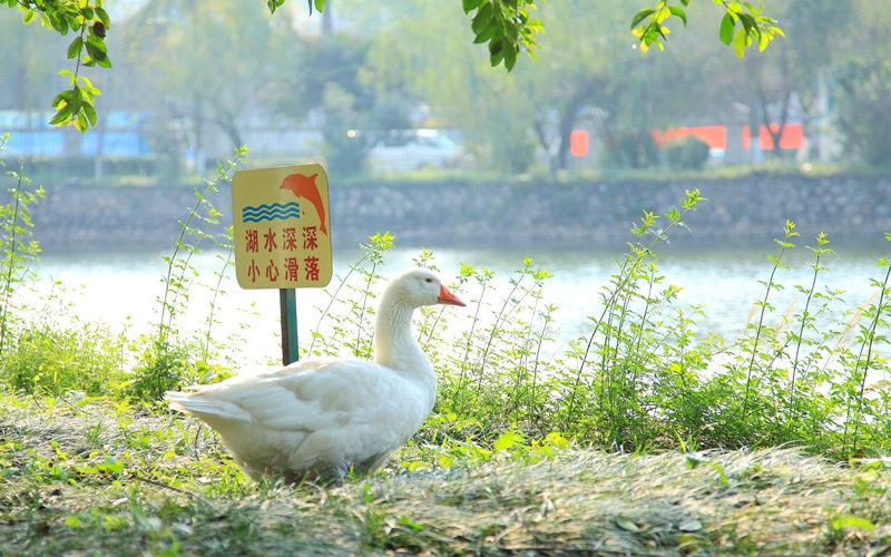 校园风光