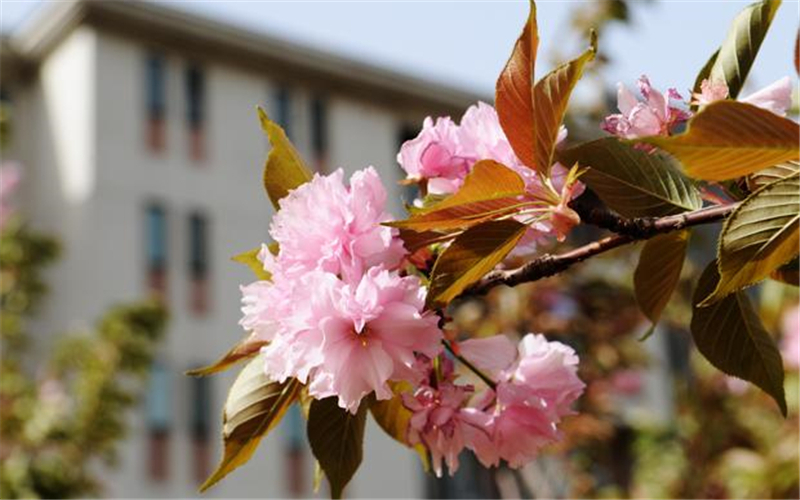 校园风光