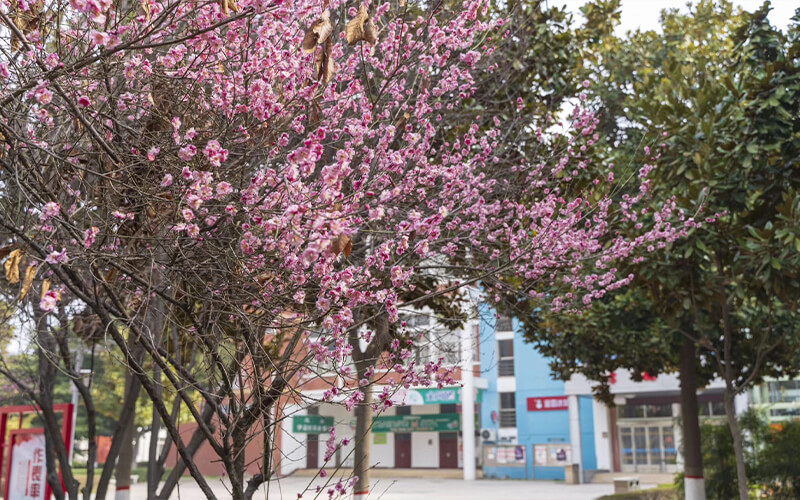 校园风光