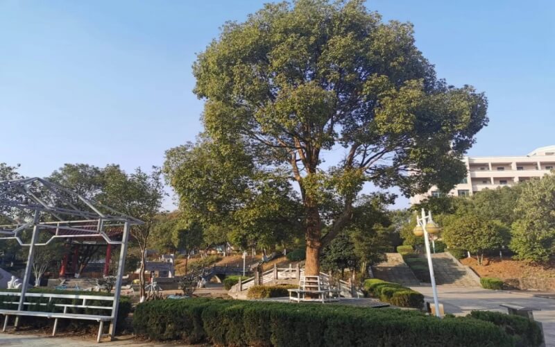 校园风光